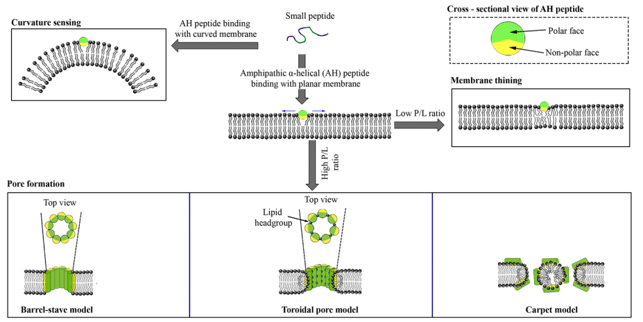 Peptide Membrane Interaction (Has and Das, The Journal of Membrane Biology, 2023, https://doi.org/10.1007/s00232-023-00289-7)